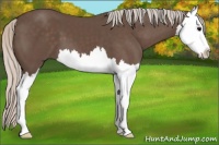 Horse Color:Silver Black Sabino Splash 