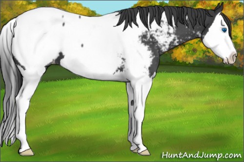 Horse Color:Blue Roan Splash Appaloosa 