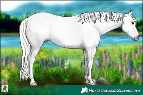 Horse Color:Gray Black Pearl