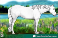 Horse Color:Gray Black Pearl