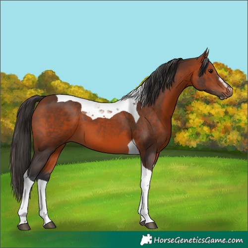 Horse Color:Bay Sabino Tobiano