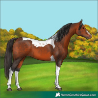 Horse Color:Bay Sabino Tobiano 