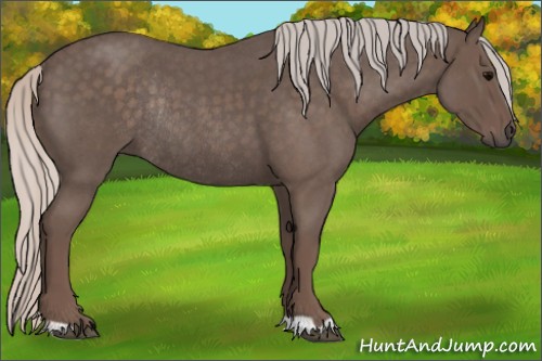 Horse Color:Silver Blue Roan Rabicano 