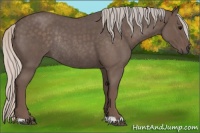 Horse Color:Silver Blue Roan Rabicano 