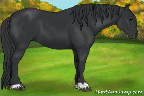 Horse Color:Black 