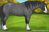 Horse Color:Blue Roan Splash 
