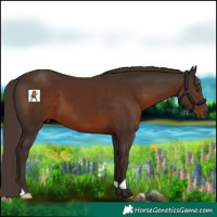 Horse Color:Liver Chestnut 