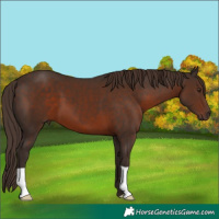 Horse Color:Liver Chestnut