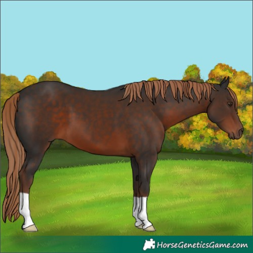 Horse Color:Liver Chestnut 