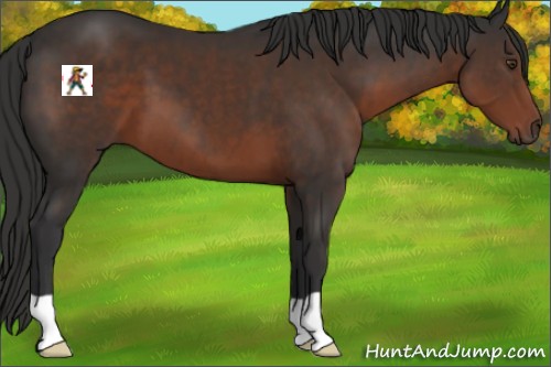 Horse Color:Liver Chestnut 