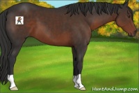 Horse Color:Liver Chestnut 