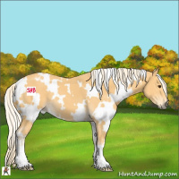 Horse Color:White Spotted Palomino 
