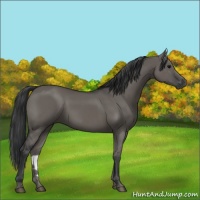 Horse Color:Grullo 