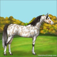Horse Color:Buckskin Roan Dun Splash Near Leopard 