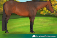 Horse Color:Bay 