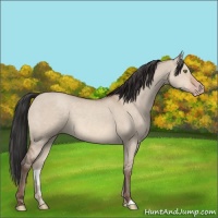 Horse Color:Sable Champagne Dun 