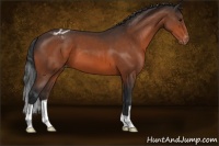 Horse Color:Bay Appaloosa 
