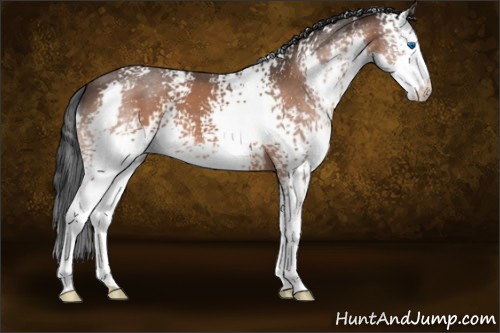 Horse Color:White Spotted Bay Splash 