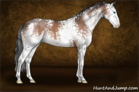 Horse Color:White Spotted Bay Splash 