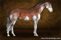 Horse Color:Brown Splash 
