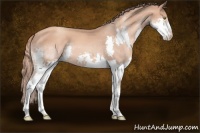 Horse Color:Gold Champagne Splash Appaloosa 