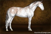 Horse Color:White Spotted Sable Champagne Splash Rabicano 