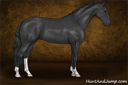 Horse Color:Black 