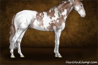 Horse Color:White Spotted Liver Chestnut Splash Appaloosa Rabicano 