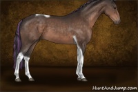 Horse Color:Painted Bay Tobiano 