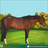 Horse Color:Brown Rabicano 
