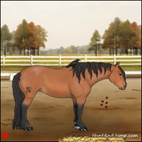 Horse Color:Bay Roan 
