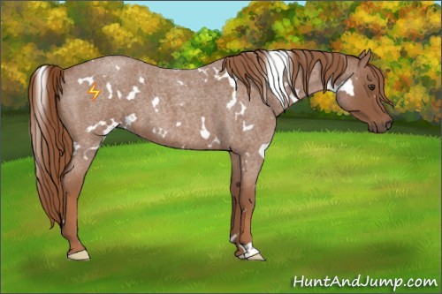 Horse Color:White Spotted Red Roan 