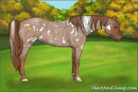 Horse Color:White Spotted Red Roan 