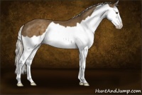 Horse Color:Chocolate Palomino Splash 