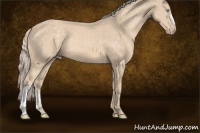 Horse Color:Cremello