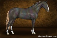 Horse Color:Midnight Gold Champagne Pearl Sabino 