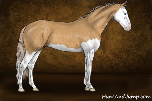 Horse Color:Palomino Splash 