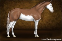 Horse Color:Chestnut Splash 
