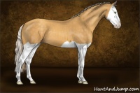 Horse Color:Gold Cream Champagne Splash 
