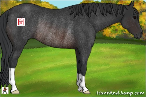 Horse Color:Brown Rabicano
