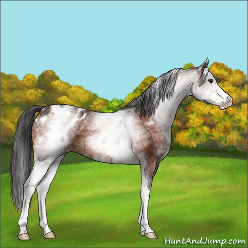 Horse Color:White Spotted Bay Appaloosa