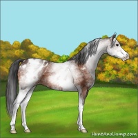 Horse Color:White Spotted Bay Appaloosa 