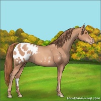 Horse Color:Gold Champagne Sabino Appaloosa