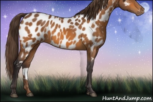 Horse Color:Buckskin Near Leopard
