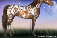 Horse Color:Buckskin Near Leopard 