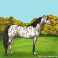 Horse Color:Bay Roan Dun Near Leopard 