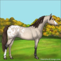 Horse Color:Bay Roan Dun Appaloosa
