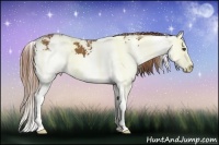 Horse Color:Chestnut Sabino Splash