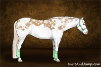 Horse Color:Chestnut Sabino Splash 