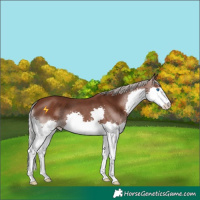 Horse Color:Silver Black Splash